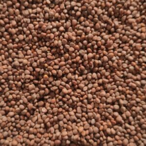 Rzodkiew oleista IRIS – worek 10 kg