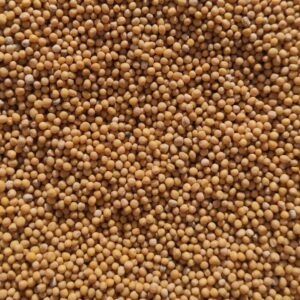 Gorczyca biała CABRI – worek 10 kg