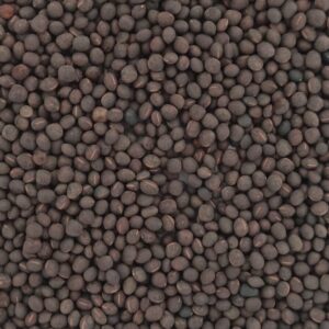 Wyka siewna CANDY – worek 10 kg