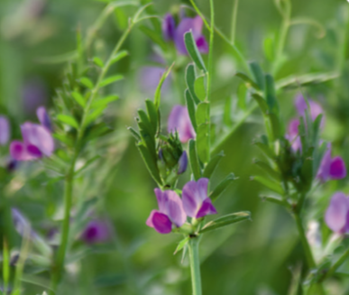 Wyka siewna CANDY – kwalifikowane nasiona na poplon i zielony nawóz Big Bag 1000 kg - obrazek 2