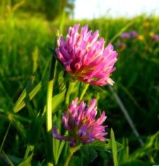 koniczyna łąkowa - uprawa